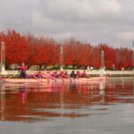 Dragons Abreast Canberra, Mother's Day Classic autumn event