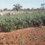 Savina Patroni's vegetable garden, Sommerville