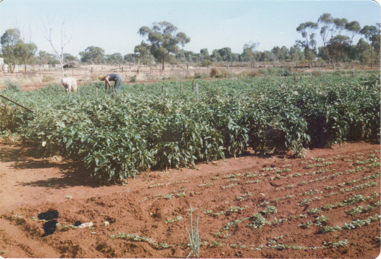 Savina Patroni's vegetable garden, Sommerville